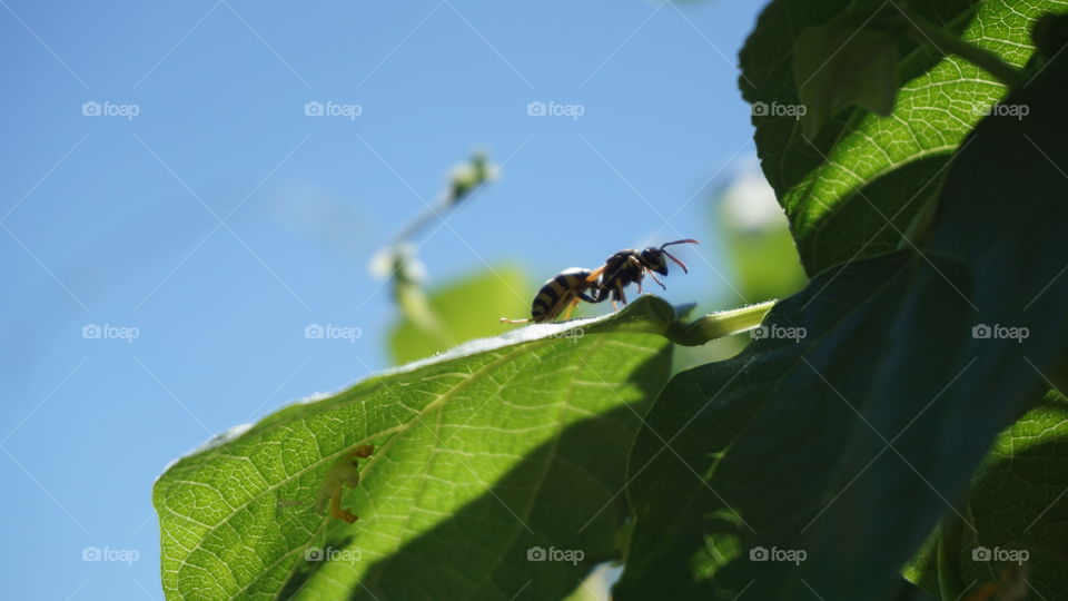 Paper wasp
