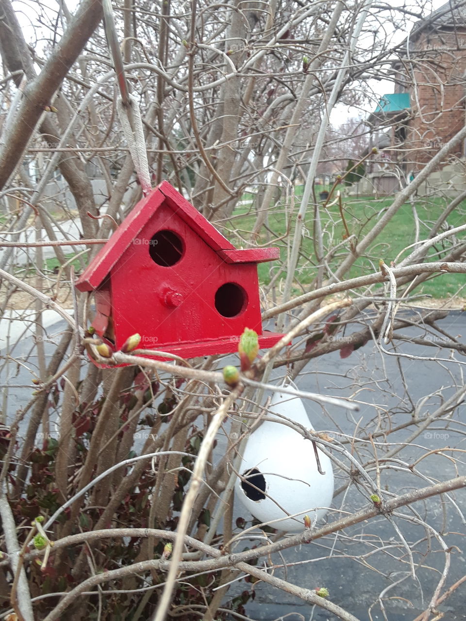 Red and White bird houses in a spring budding bush