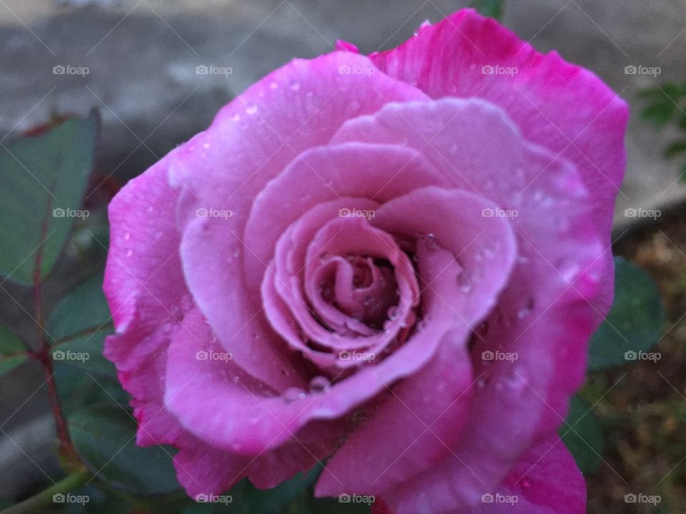 The pink rose  in the garden 