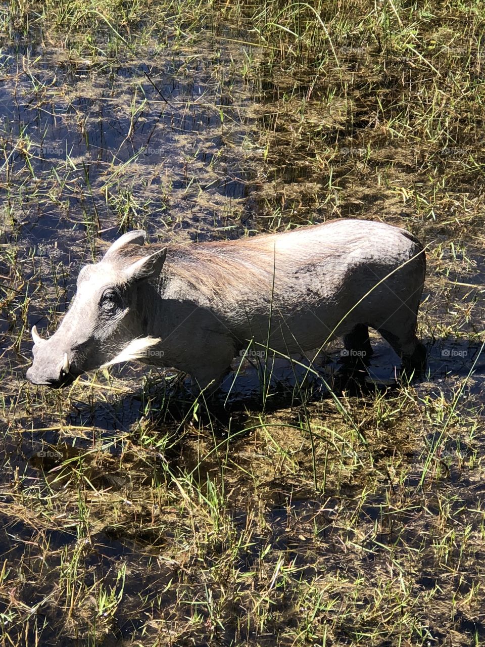 A very happy African warthog in the midday African sun