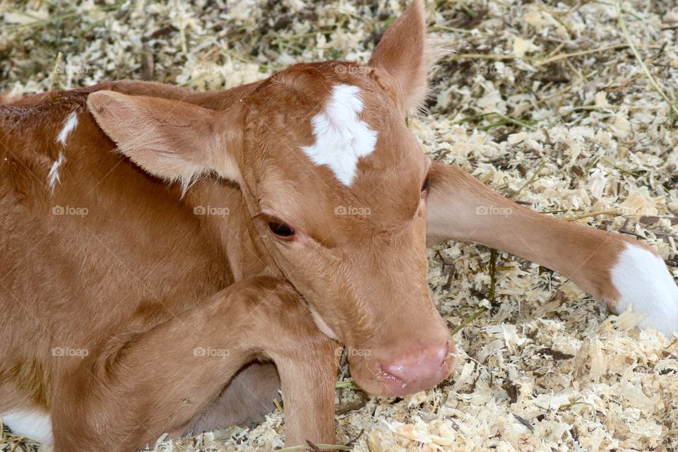 Calf