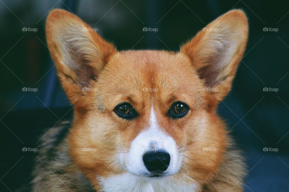 Cute dog