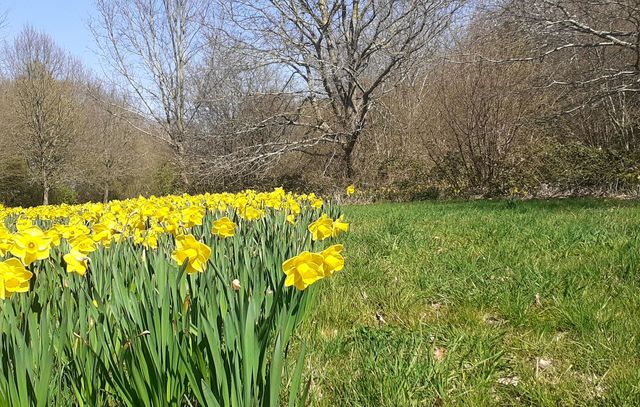 lots of yellow lilies