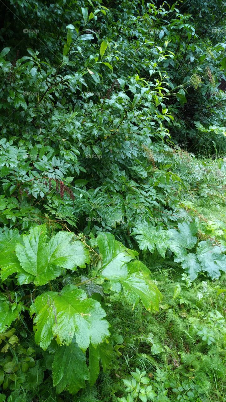 Simly green foliage lines the walls and canyon floor on a wet and misty day