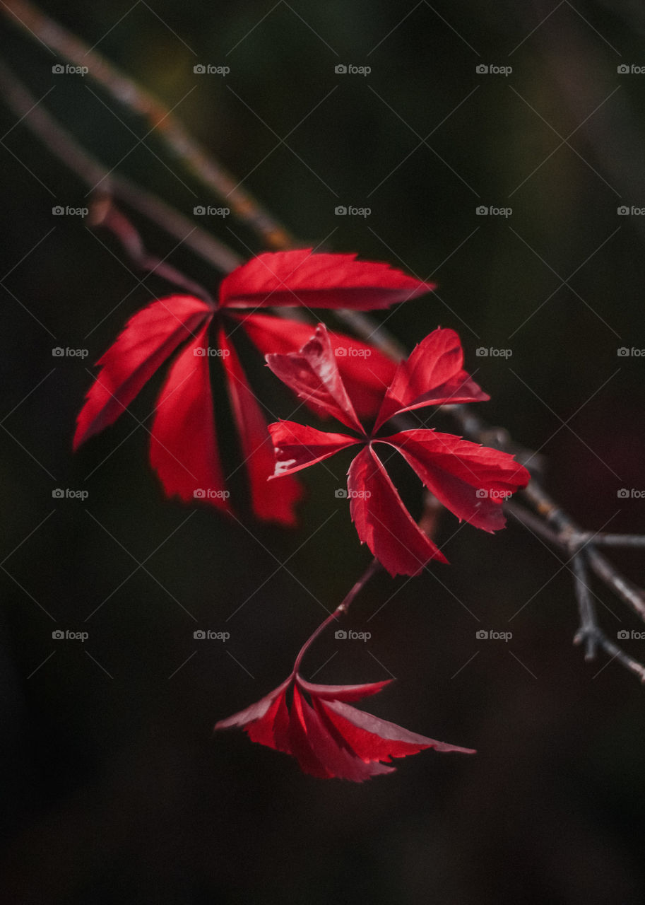 red autumn leaves