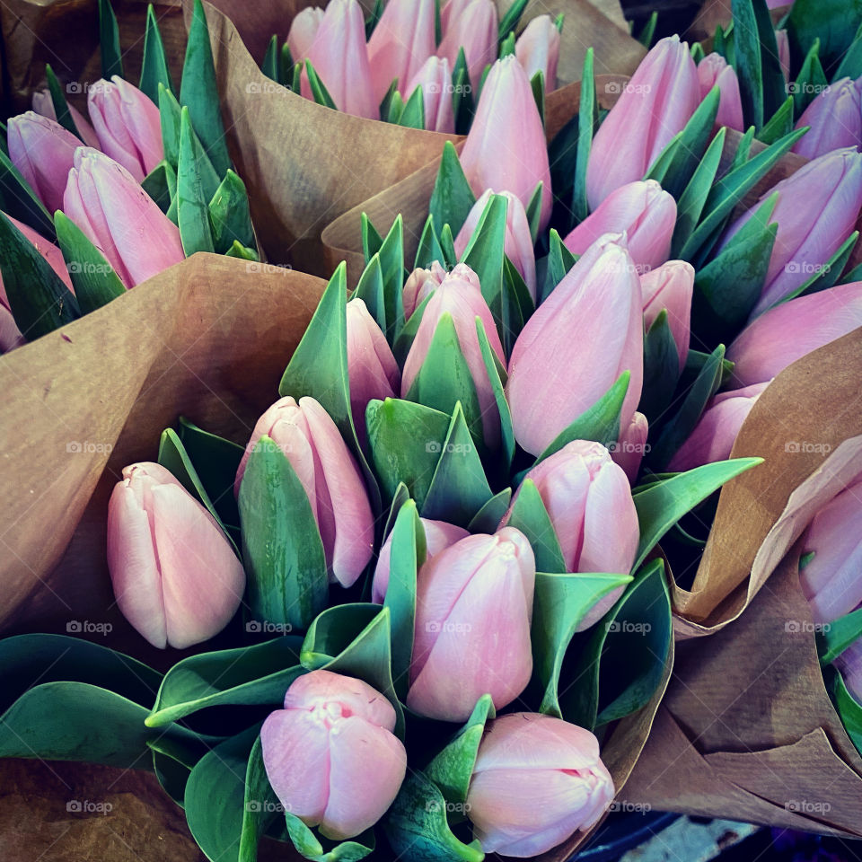 January Tulips 