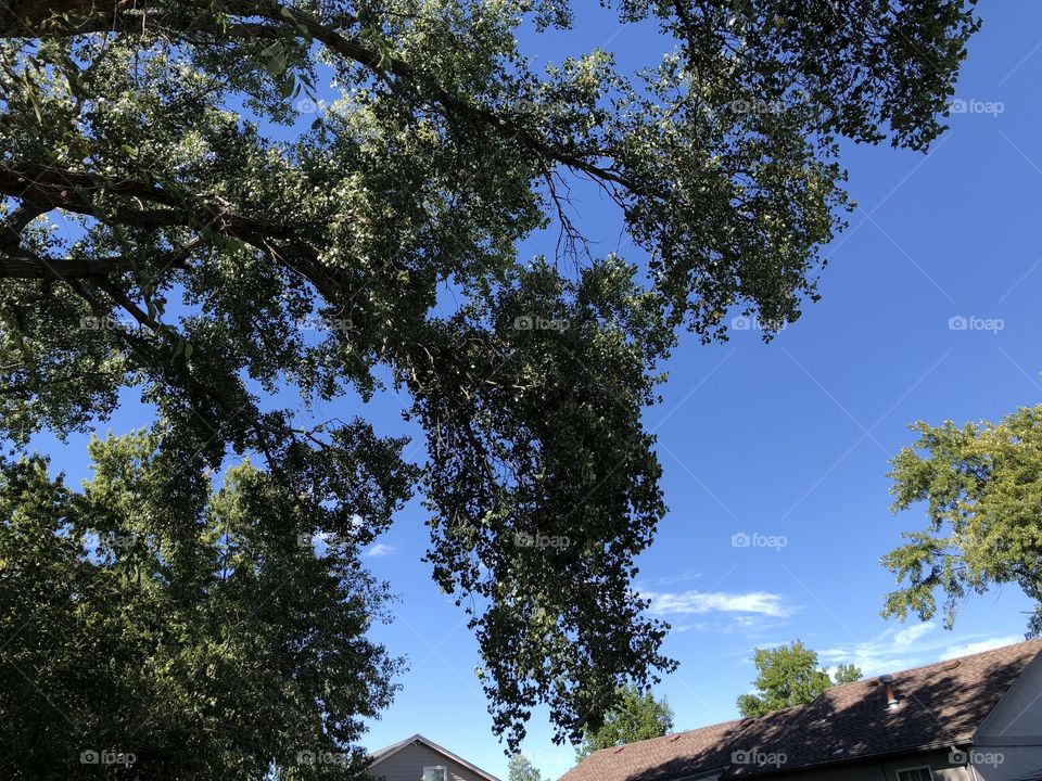 Pretty veiw of sky and tree