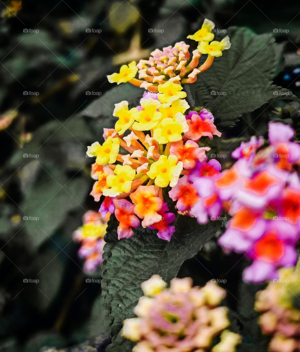 There is something infinitely healing in the repeated refrains of nature—the assurance that dawn comes after night, and spring after winter..❤️🥀