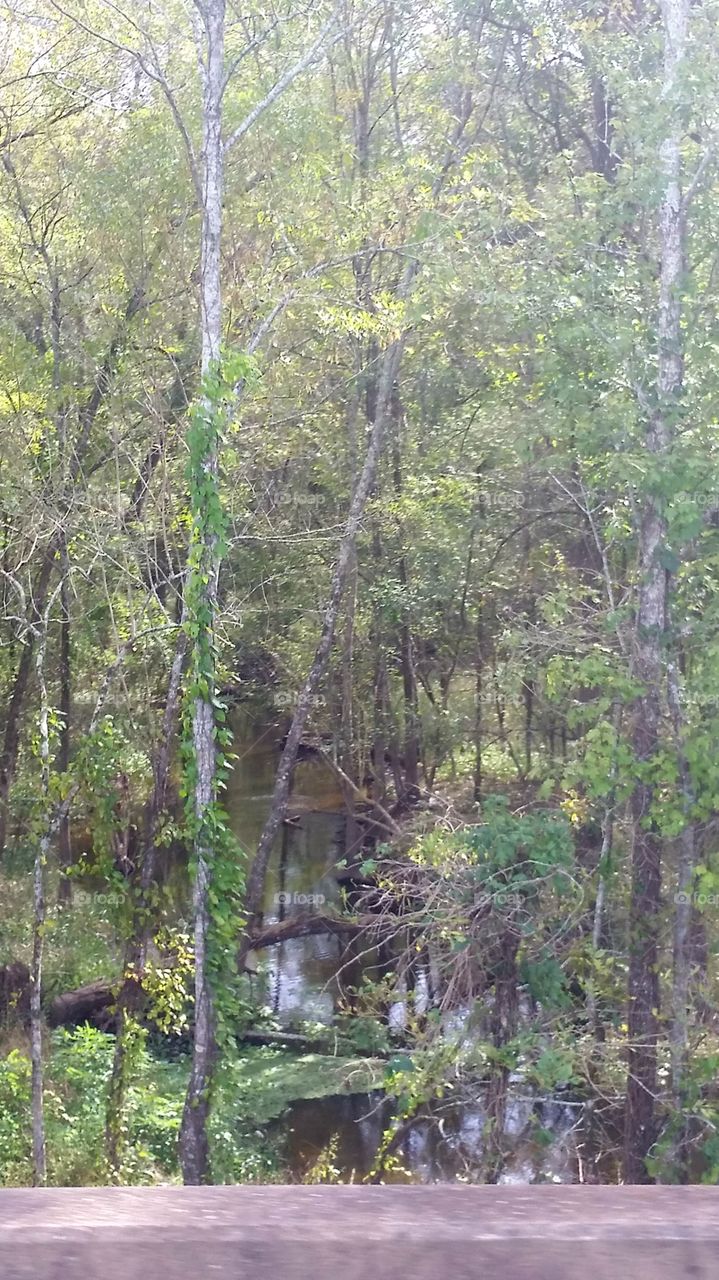 Louisiana swamp