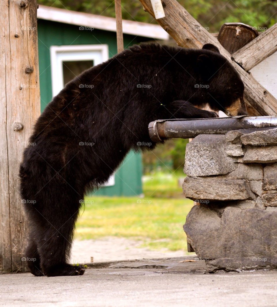 juneau alaska eating bear lodge by refocusphoto