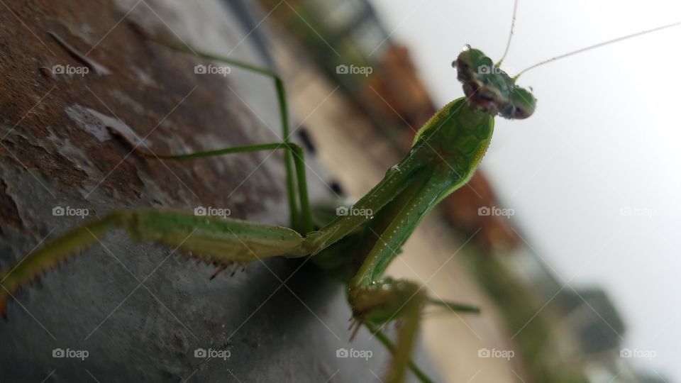 up close and personal with praying mantis