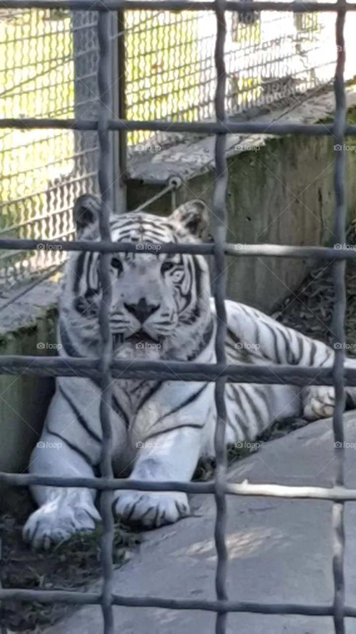 The Queen 🐅🤍