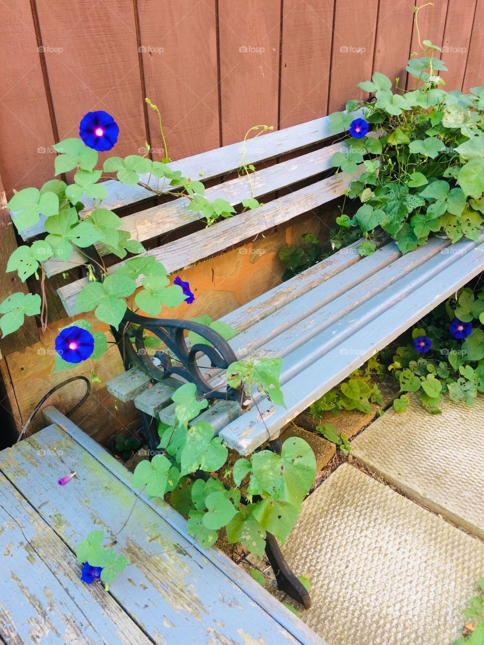 Blue park bench with morning glory growing on it