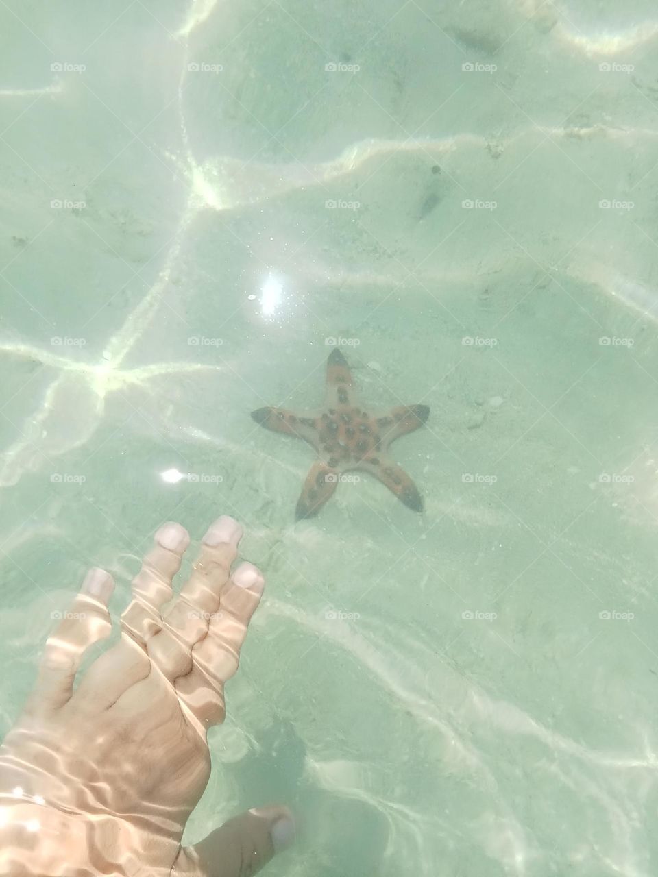 Starfish are marine invertebrates & are flat aquatic animals that move slowly and stick to the ocean they can live up to 35yrs.