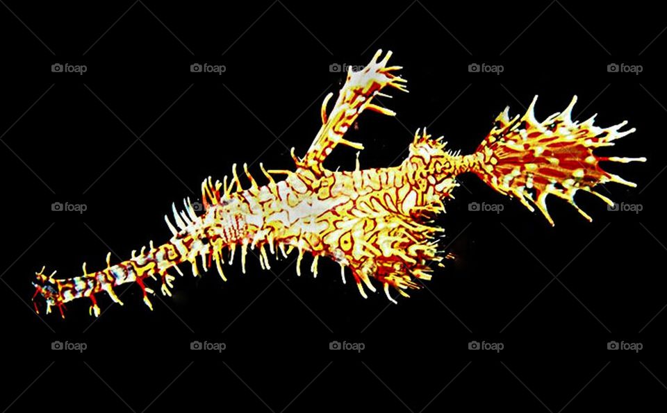 Ghost pipefish