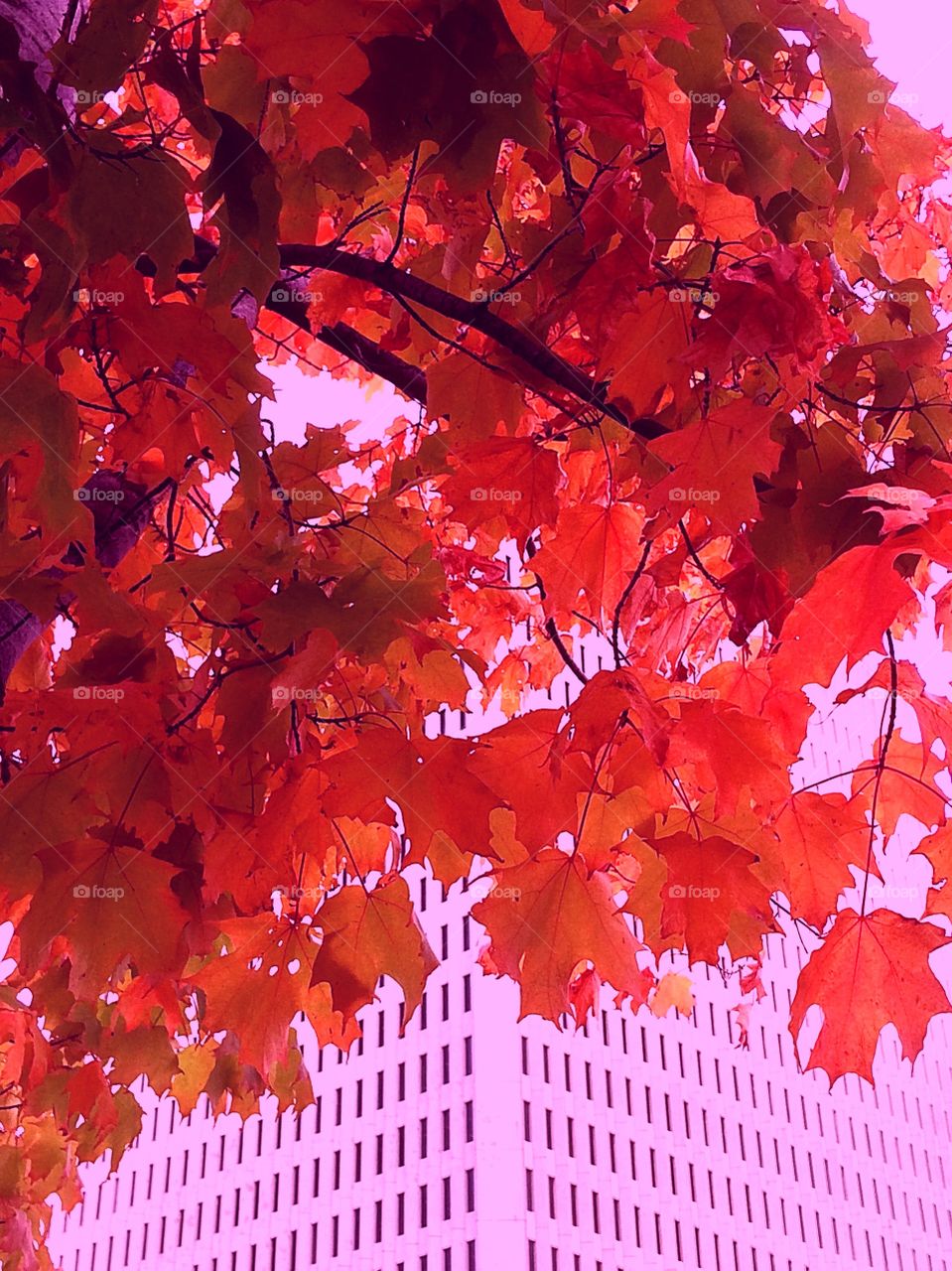 Red colour story 
Red maple foliage 