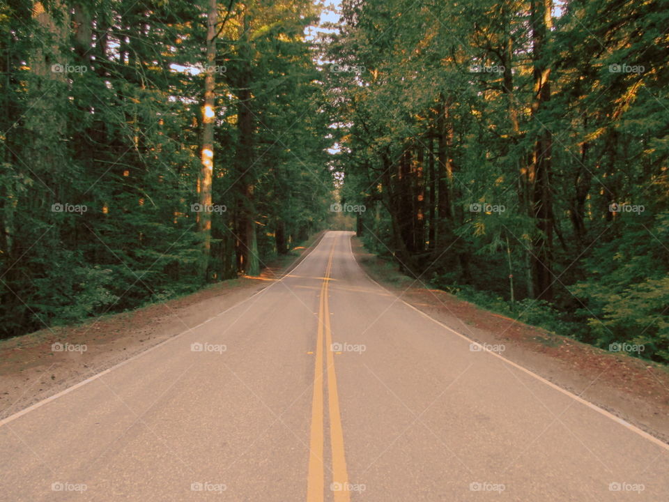 Road through the forest