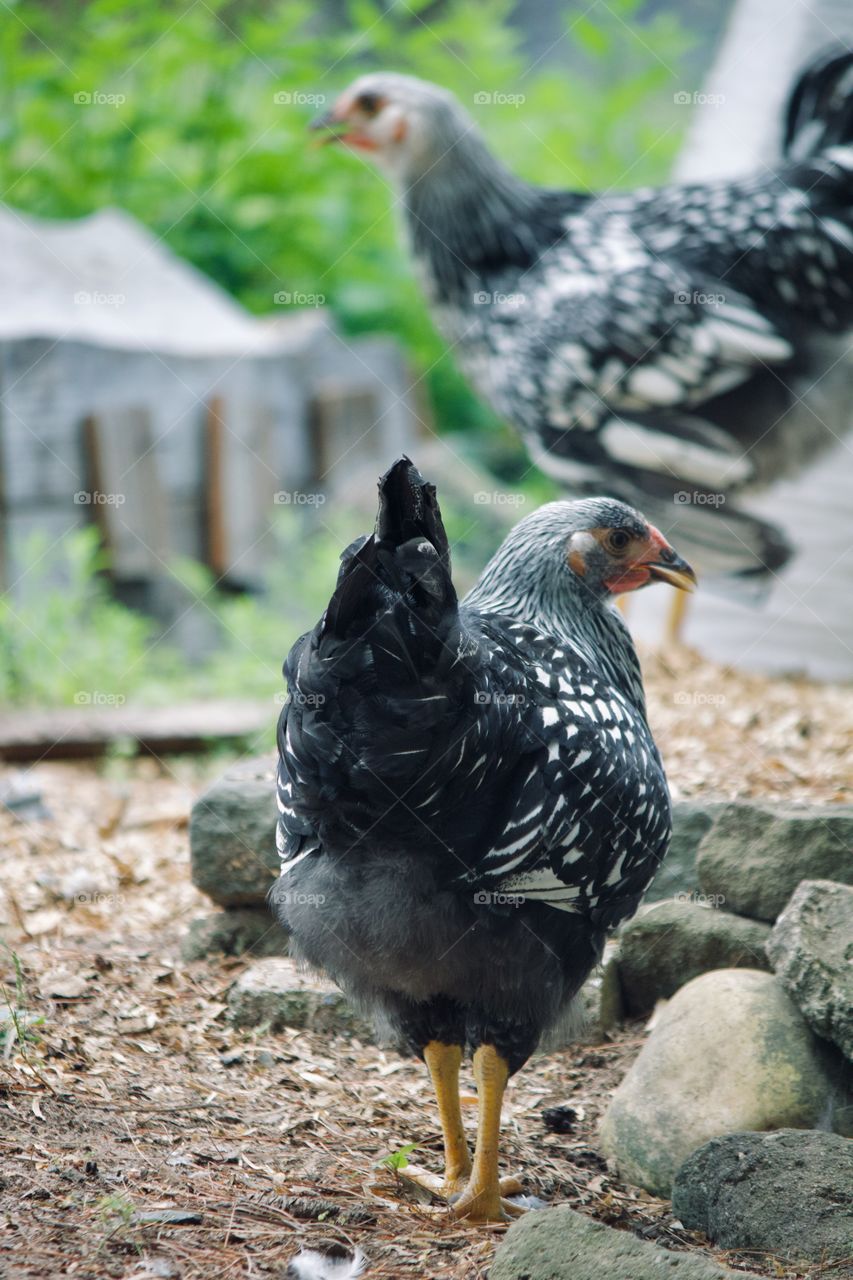 Chicken on the farm