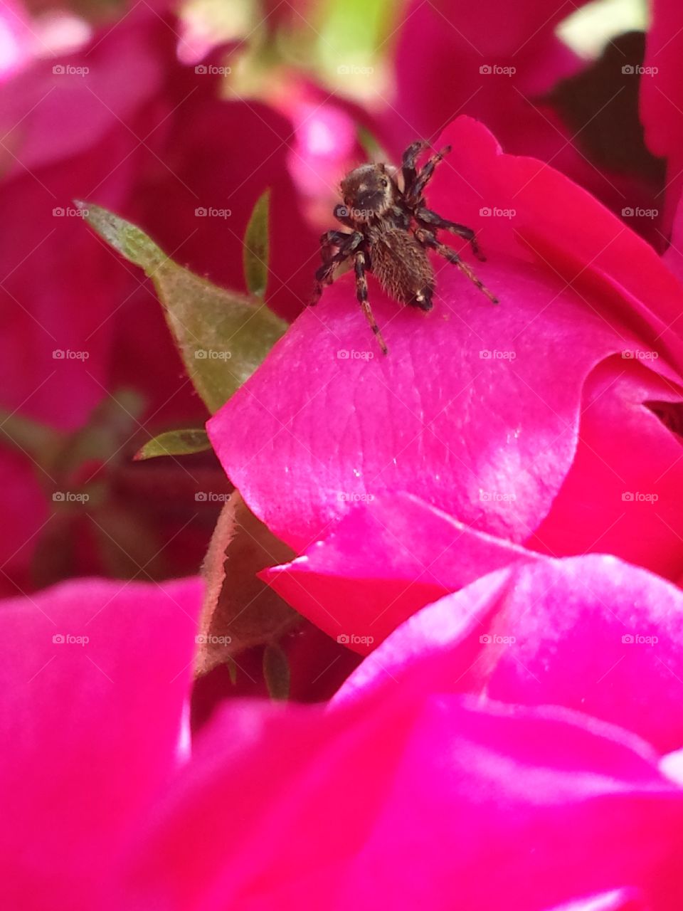 jumping spider roses
