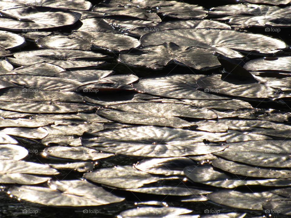 waterlilies