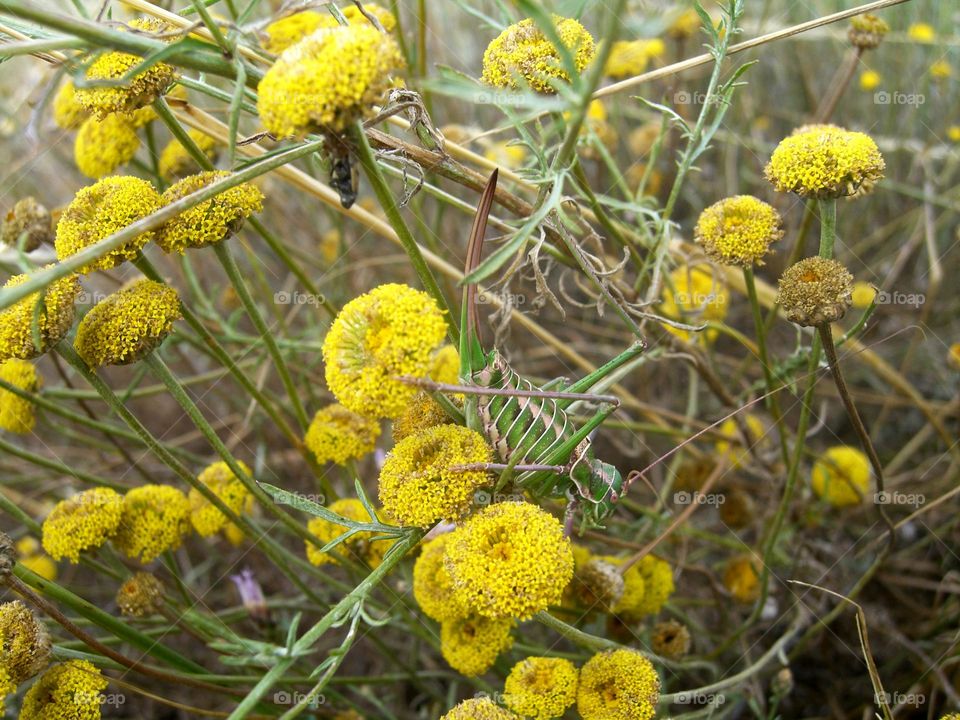 Flores amarillas con chicharra