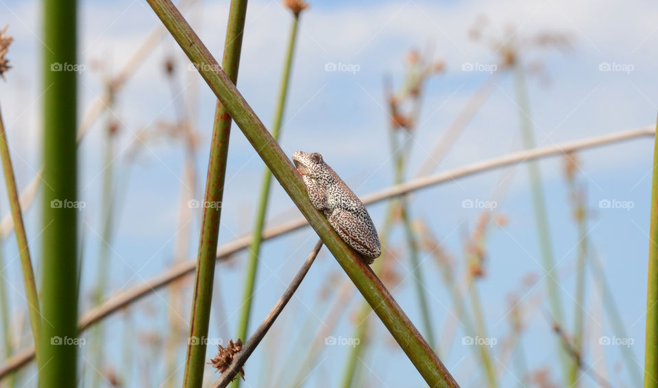 A painted reed frog perching on a reed, Okavango Delta, Botswana 