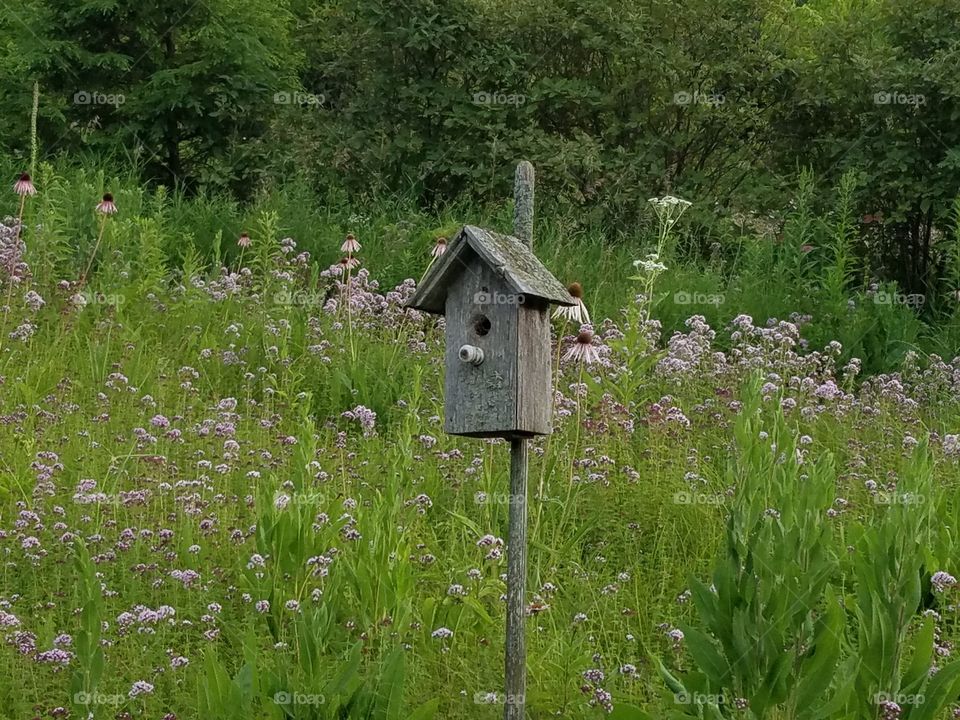 Flowers with wooden birdhouse