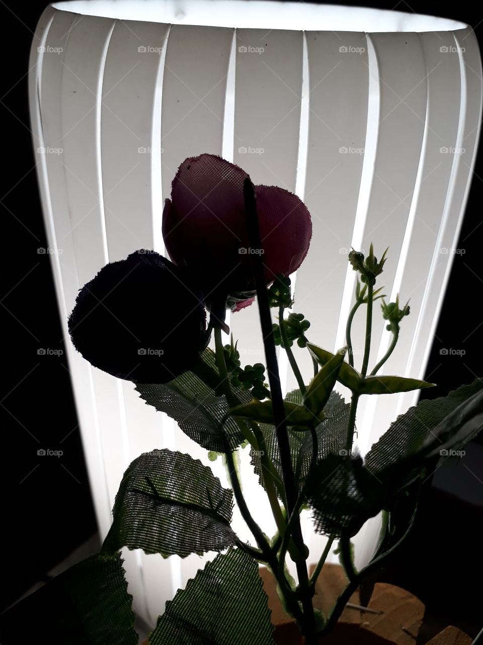 flores em luz e sombra romantico rosas
