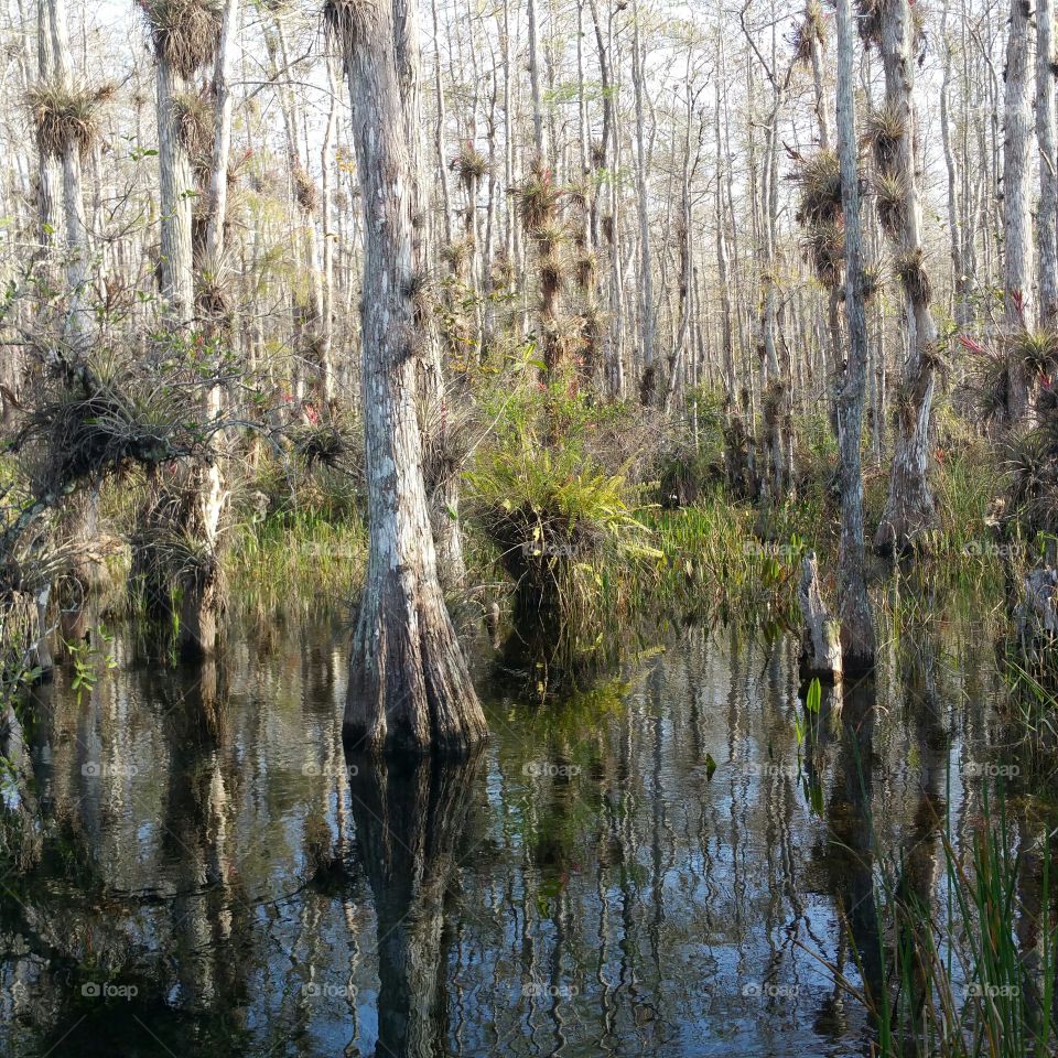 Everglades- the swamp