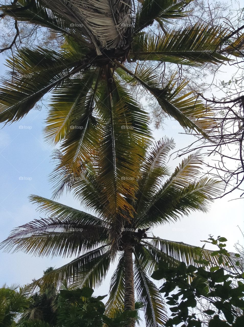 Top of two palm trees in Islas de Rosario, Cartagena, Colombia
