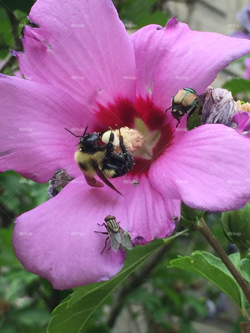 A Bee, A Fly and A Japanese Beetle 