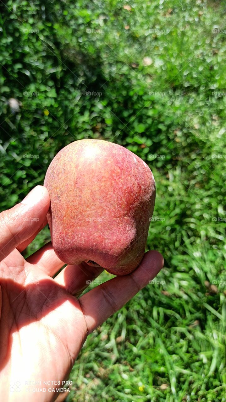 An Apple A Day Keeps Doctor Away ; Well known proverb about Apples... Apple Produce of Delicous Variety in South kashmir's Apple town...