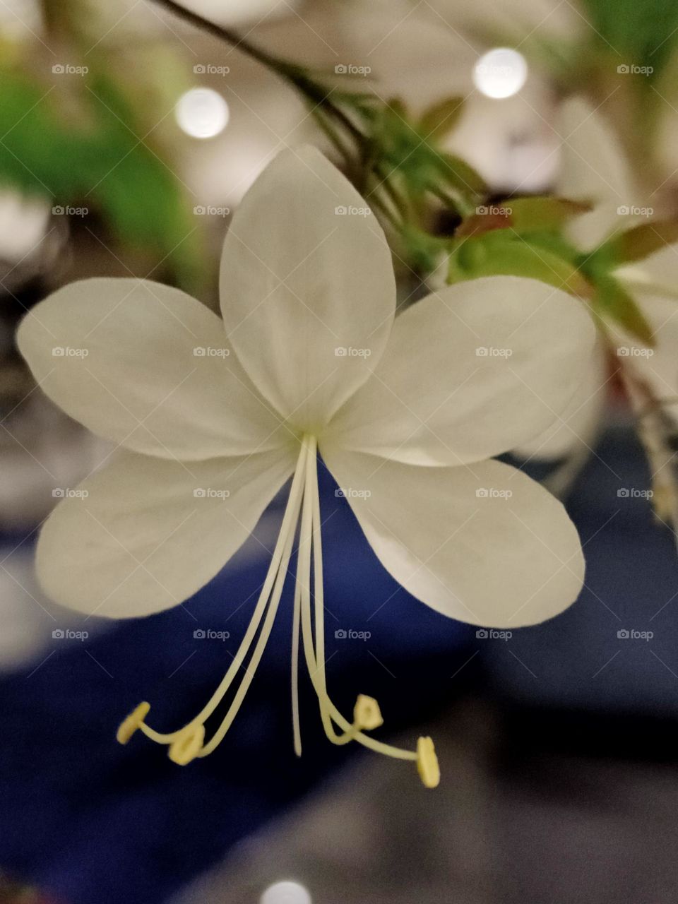 Clerodendrum laevifolium