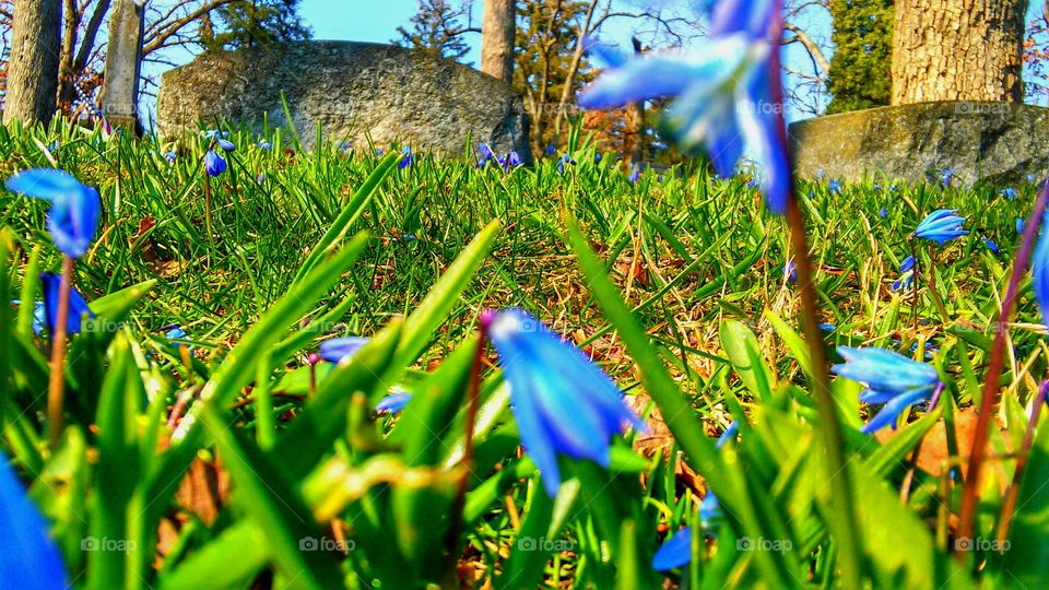 Grass, Nature, Season, Hayfield, Flower