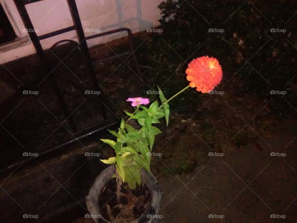 No Person, Flower, Leaf, Soil, Still Life