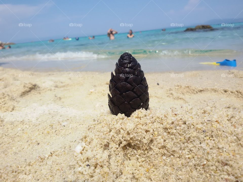 Close up of a pine on beach