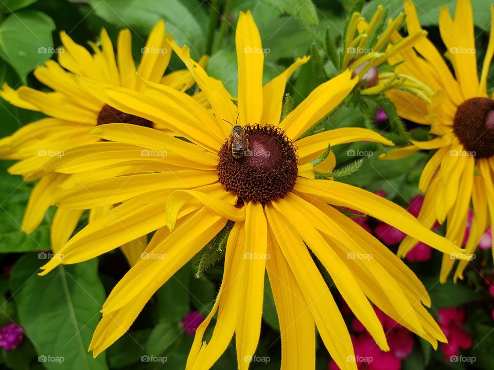 bee frolicking in a flower