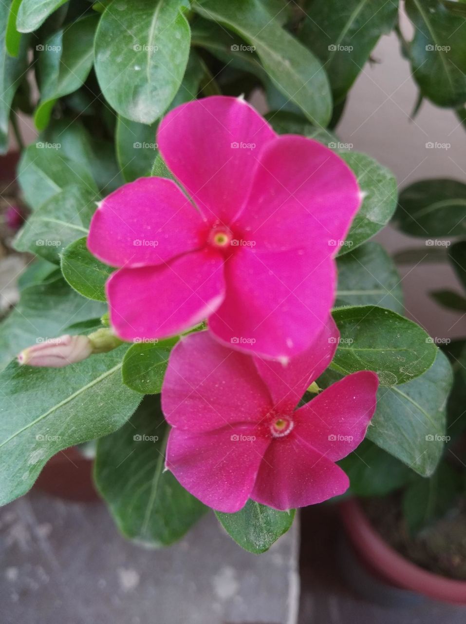 periwinkle pink flower fresh seasonal looking very beautiful generally found everywhere fresh seasonal