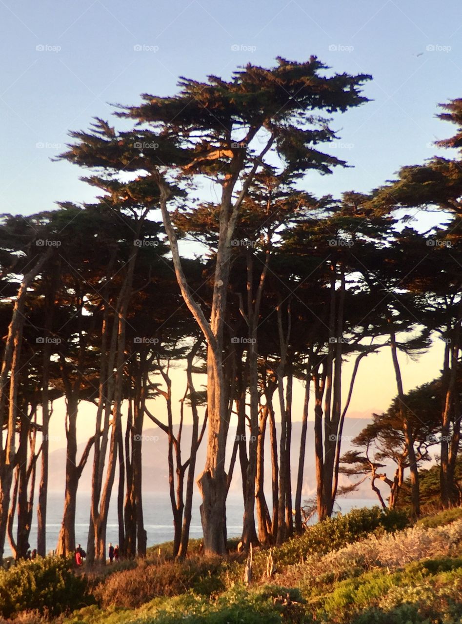 Tree at the beach 