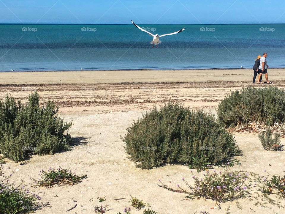 Senior couple
Walking along beach Seagulls flying low foreground on south Australian beach action flight soaring