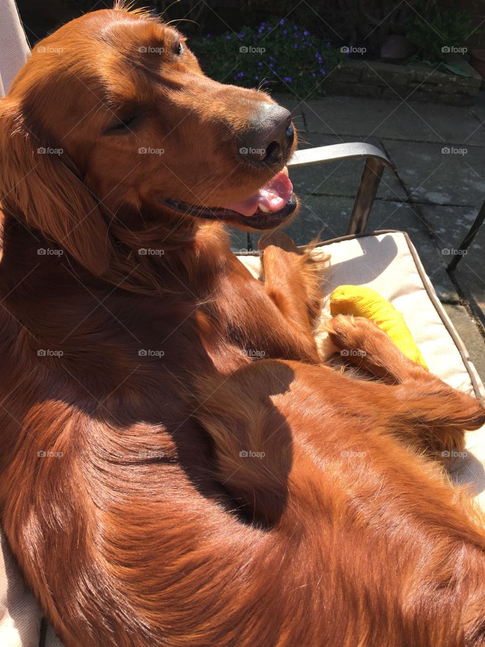 Dog sunbathing on a seat resting his injured paw .. pampered pet 😂