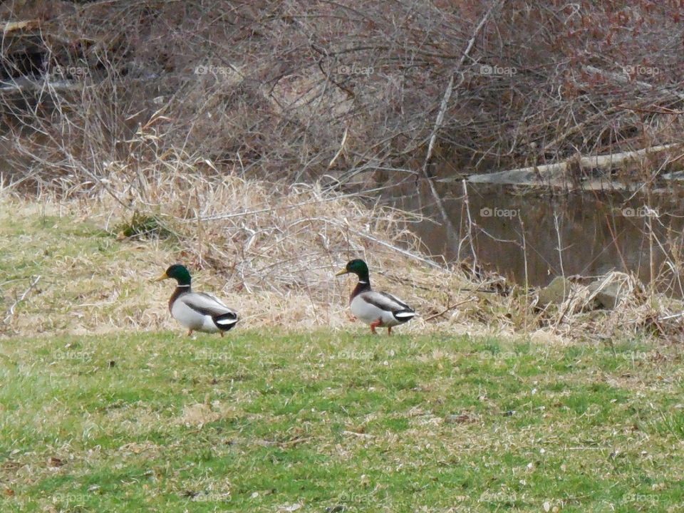 Mallard ducks in field by stream springtime cloudy day