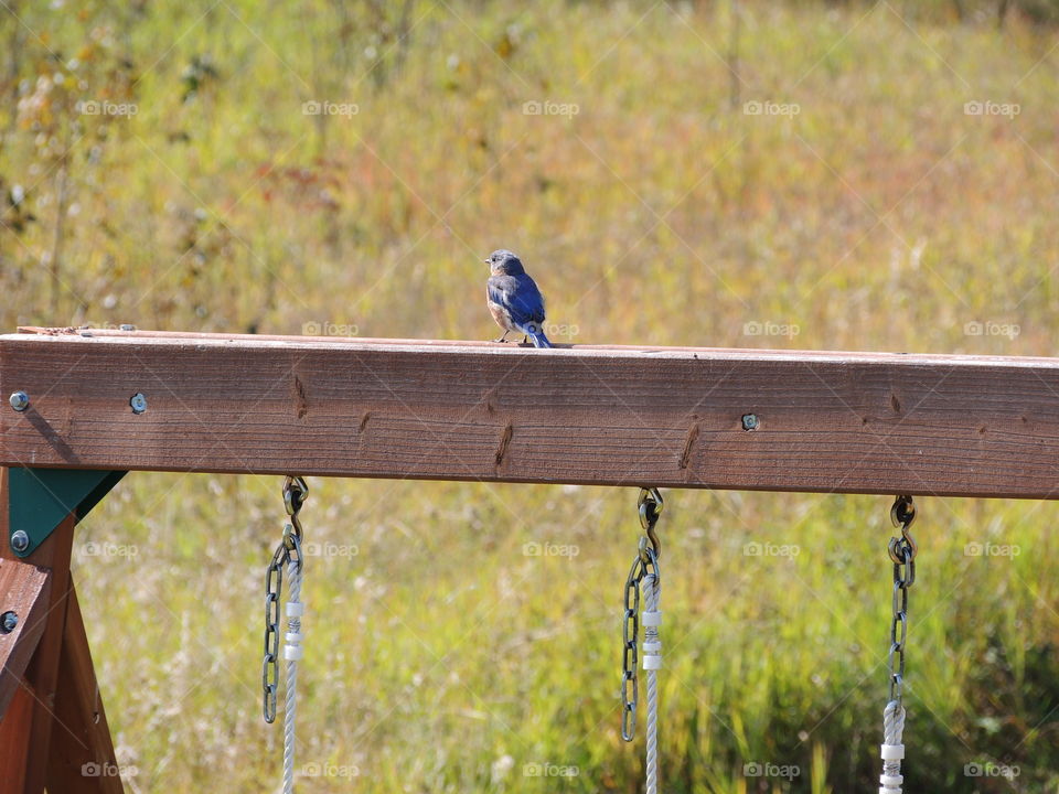 Blue bird on a wood swing set. The bird is a barn swallow.