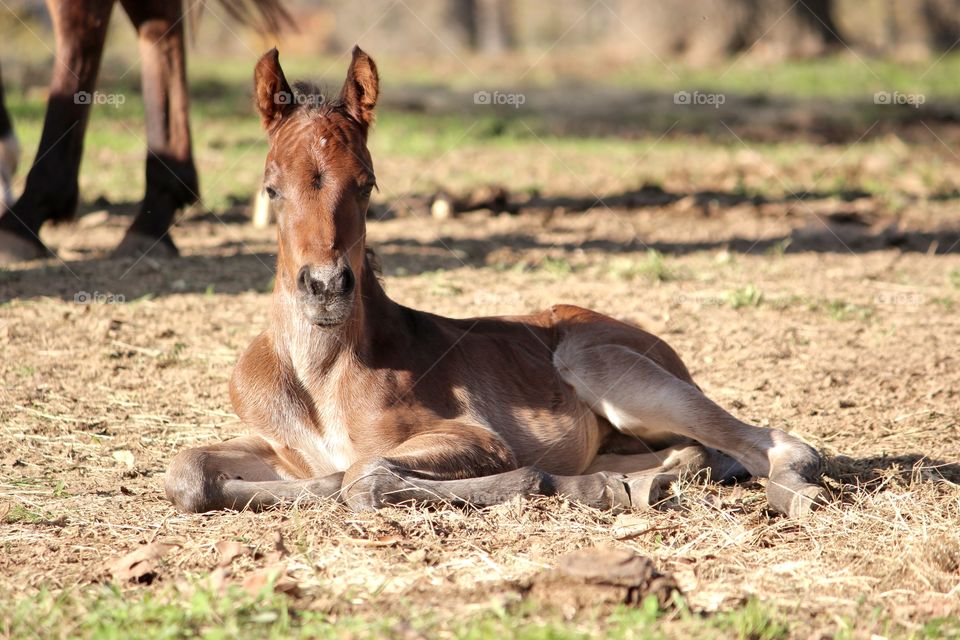 foal