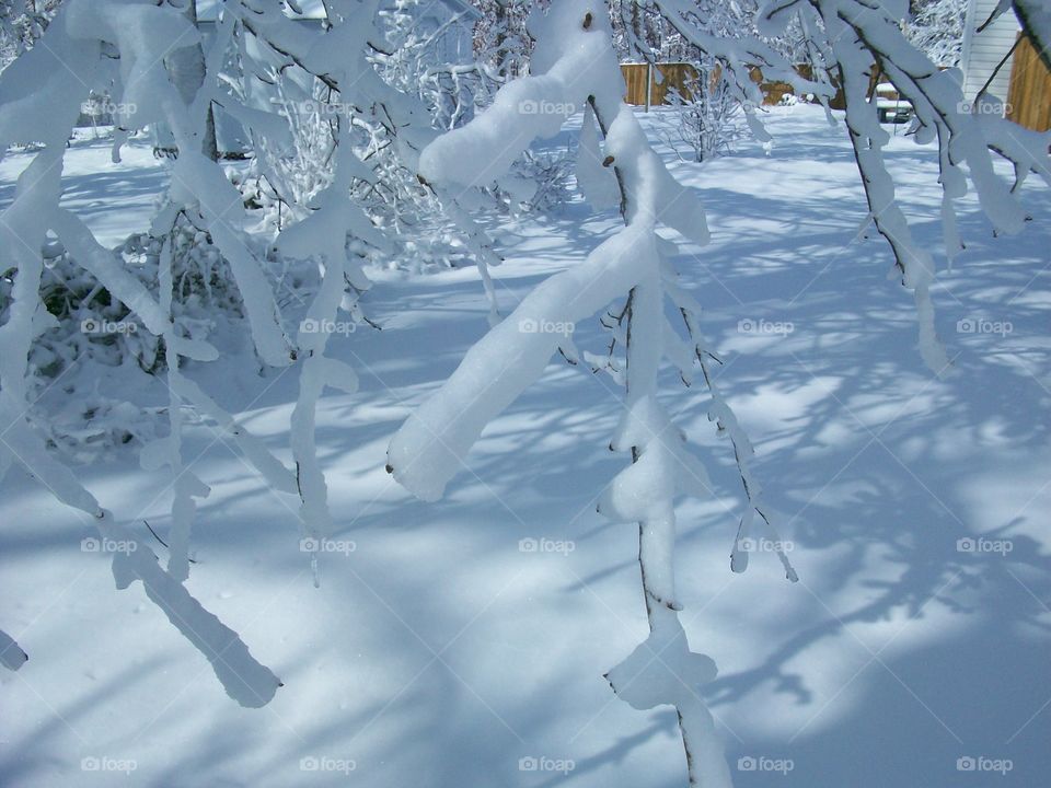Shadows Upon the Snow