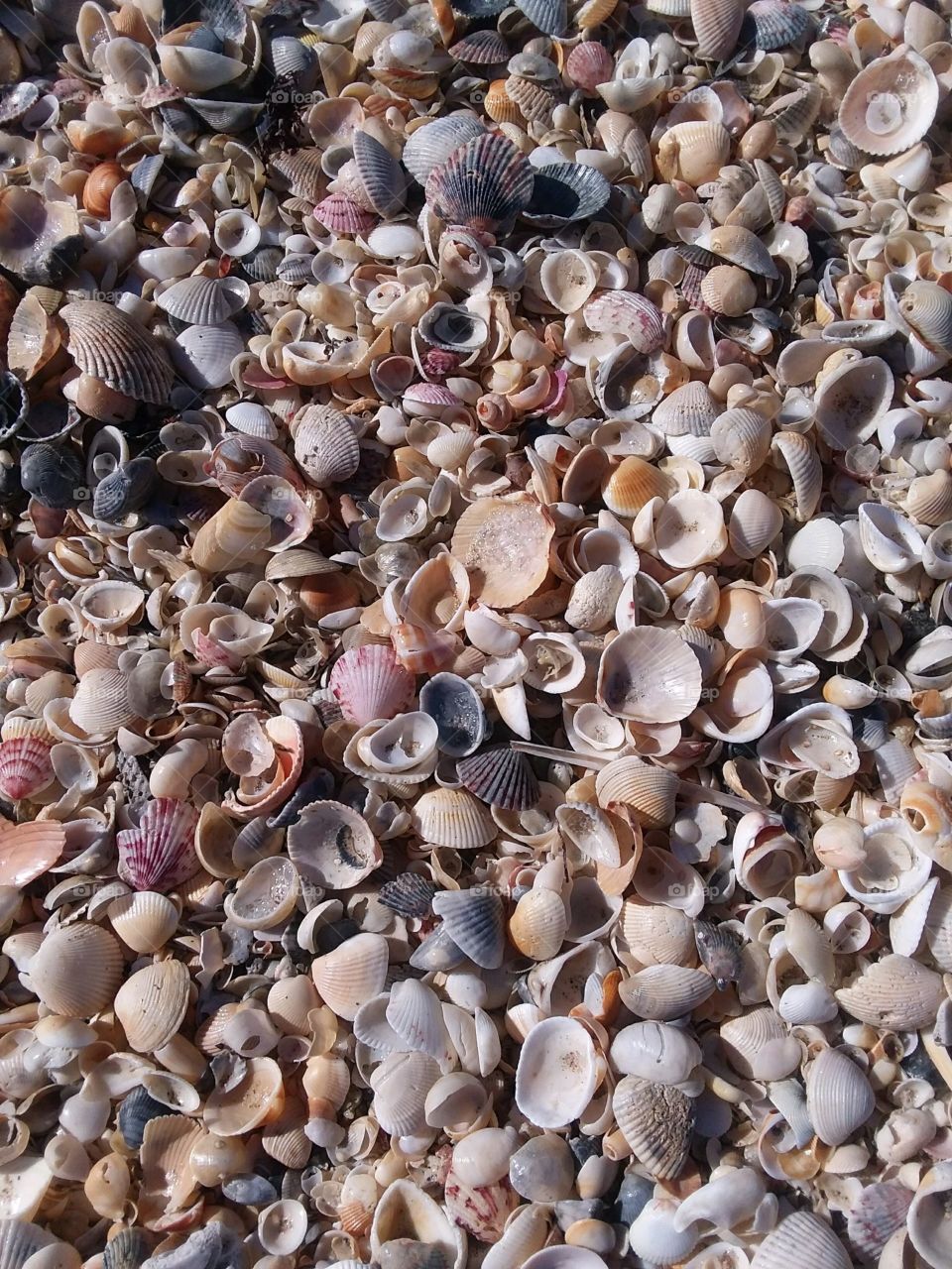 Sea shell bonanza 