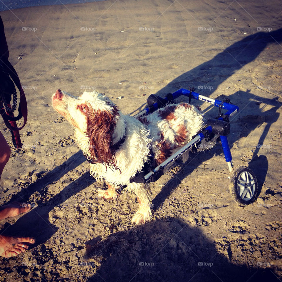 beach wheel orange dog by annieadj