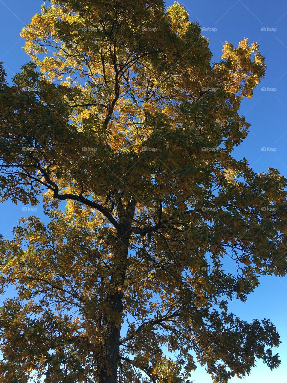 Golden yellow leaves, with sunlight dappling through the trees ~ 