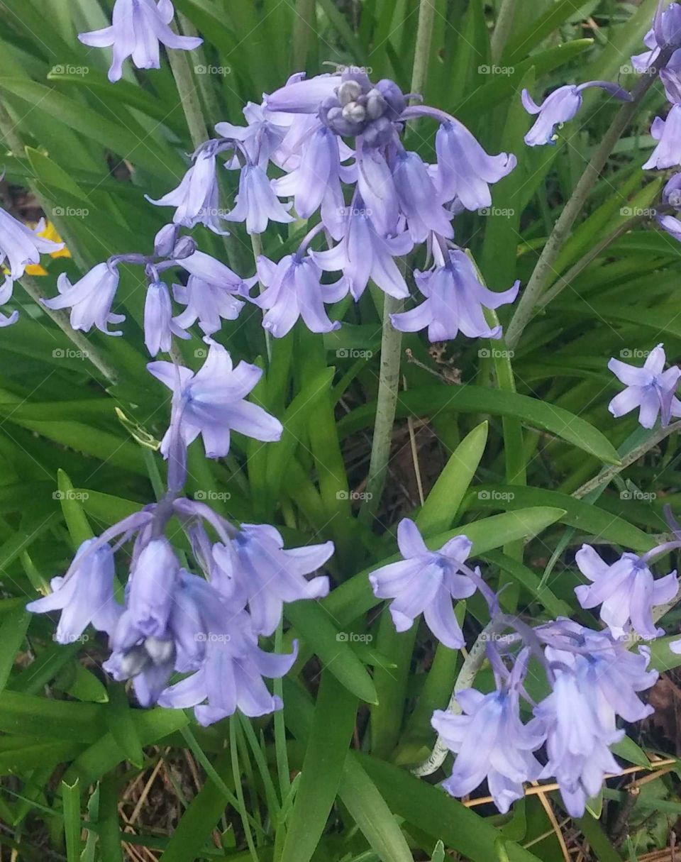 Spanish Blue bells. front yard