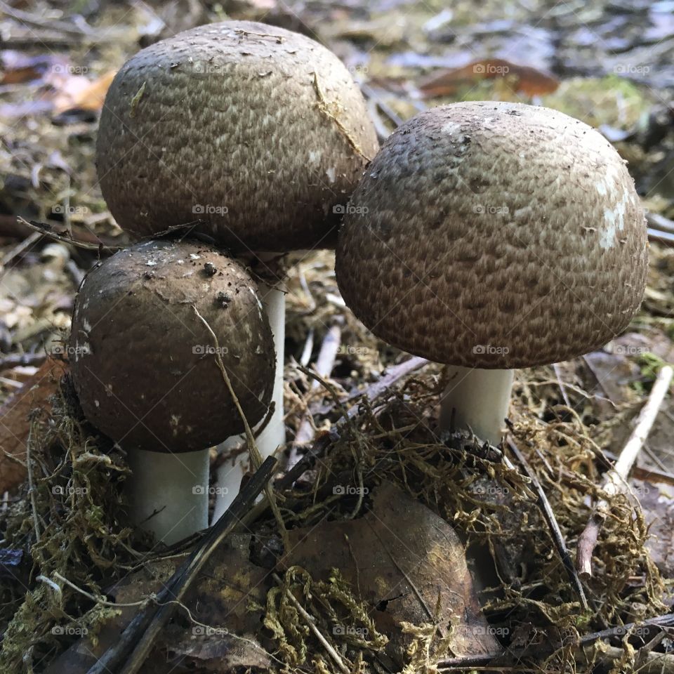 Mushroom family